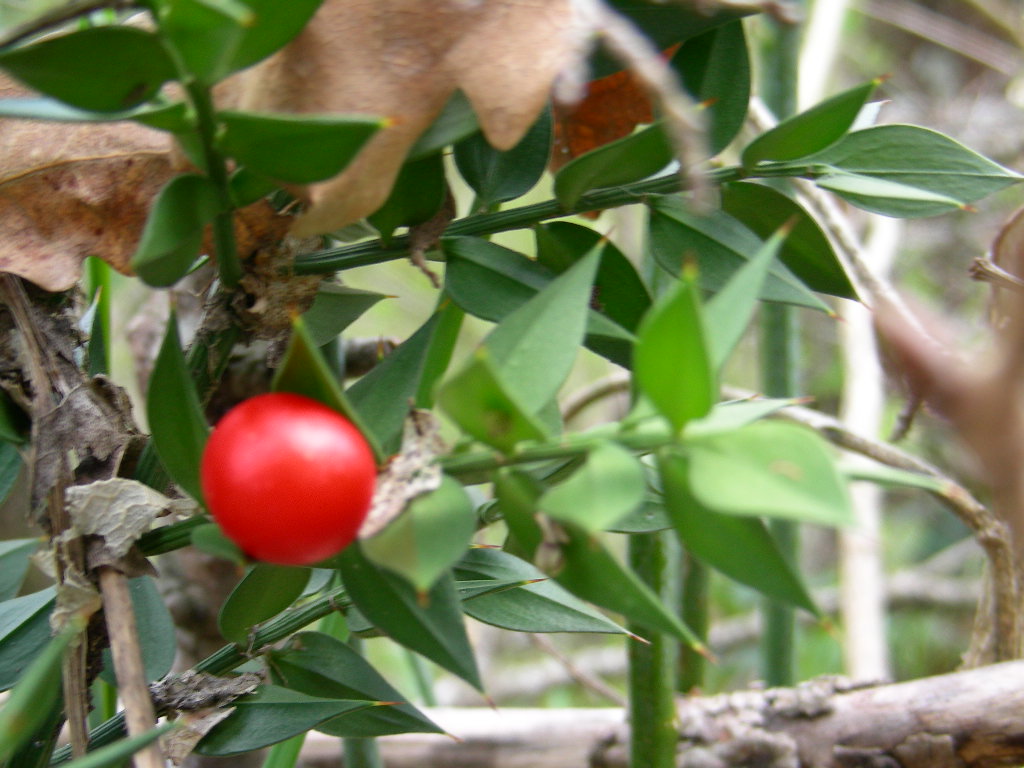 Ruscus aculeatus / Pungitopo